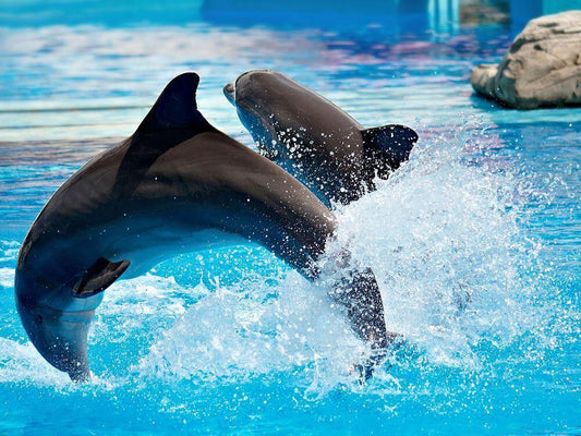 Pattaya Dolphinarium