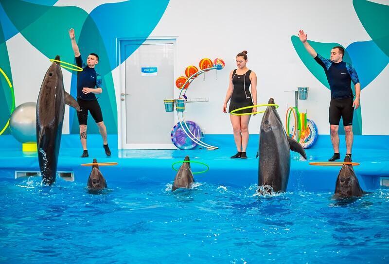 Pattaya Dolphinarium