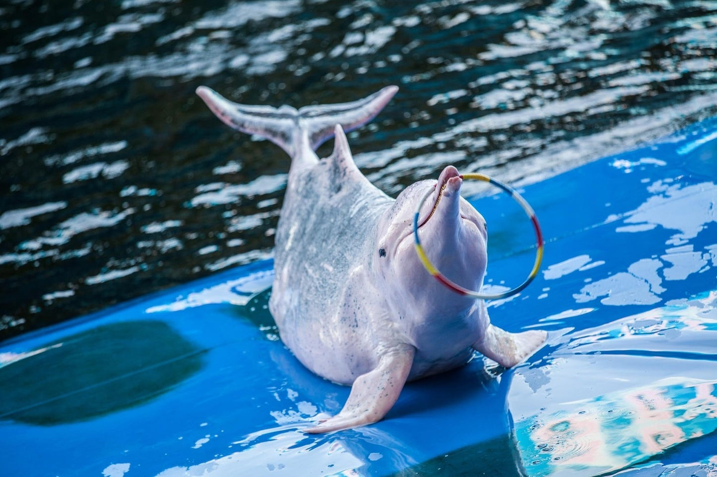 Pattaya Dolphinarium