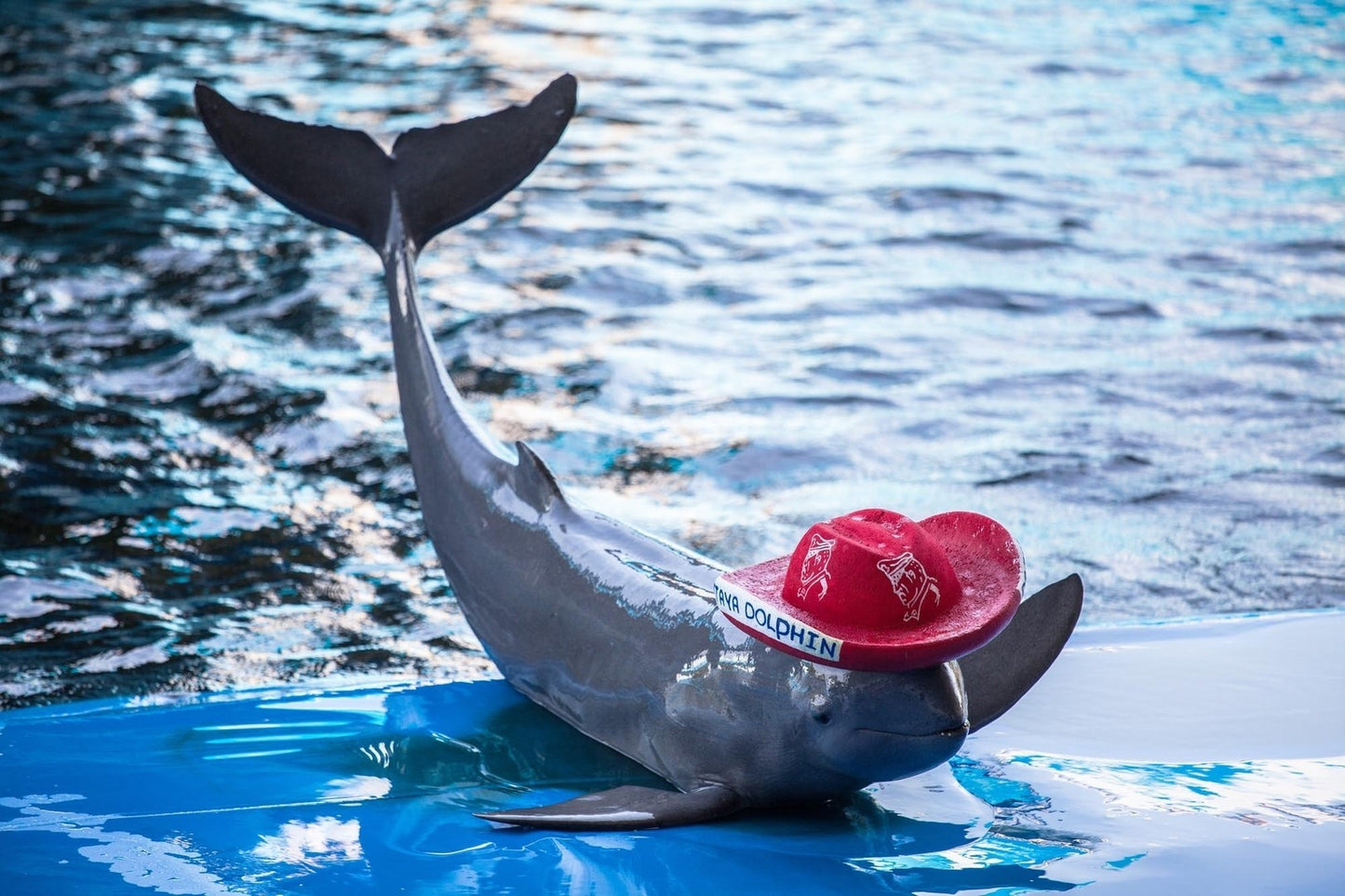 Pattaya Dolphinarium