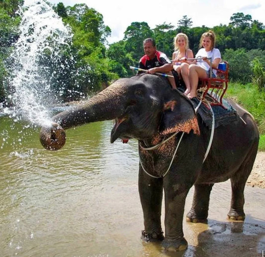 Pattaya Elephant Village