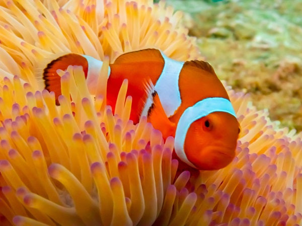 Nemo Island