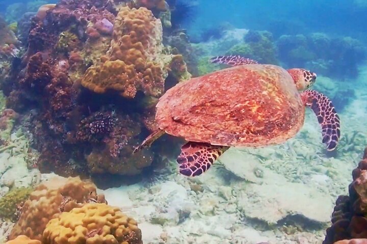 Nemo Island