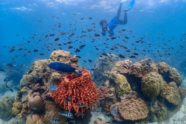 Nemo Island