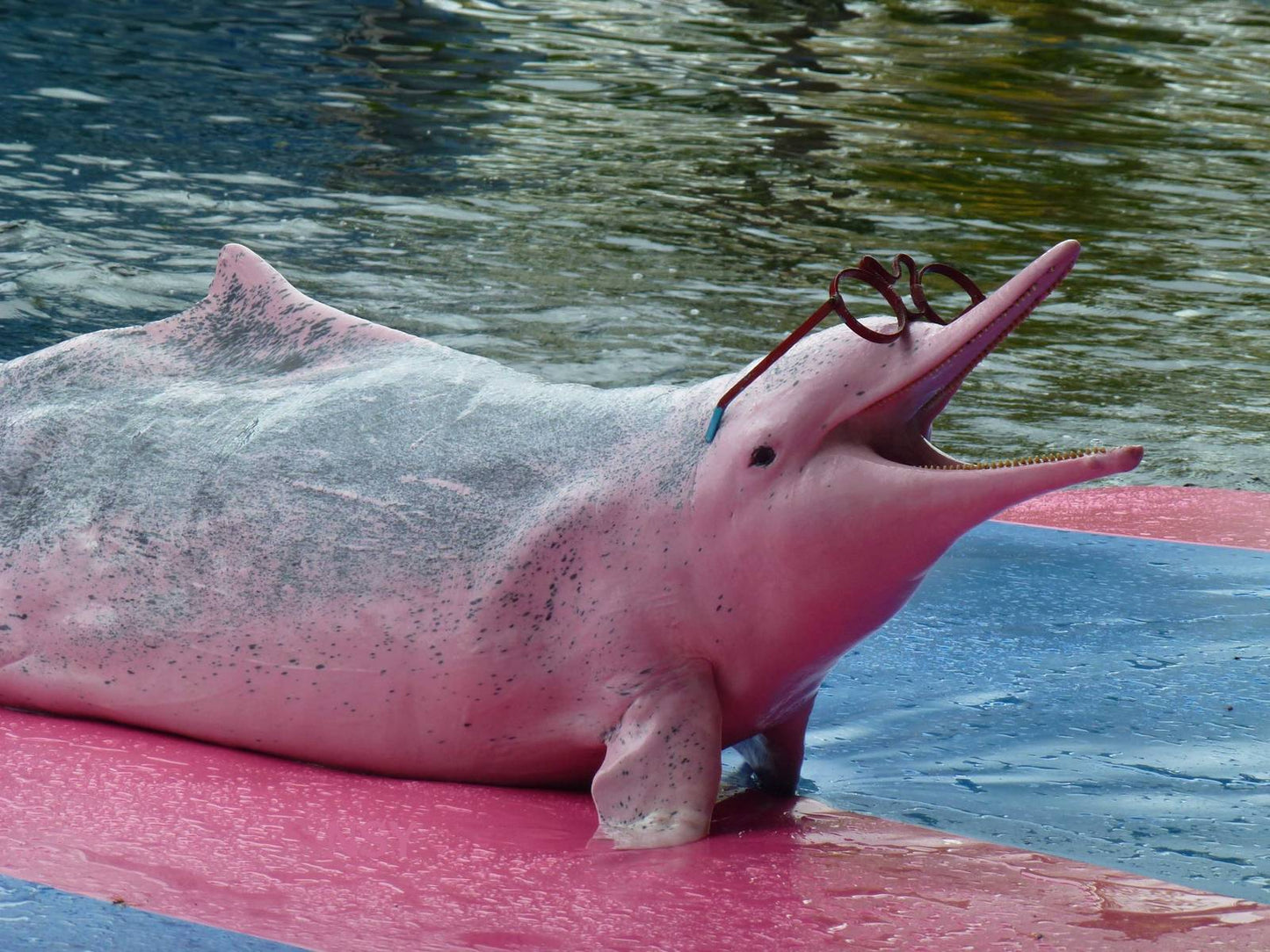Pattaya Dolphinarium