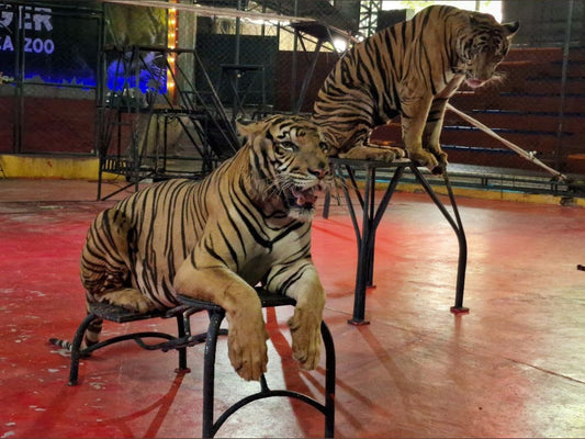 Дискавери Динамик