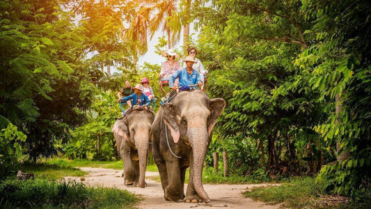 Pattaya Elephant Village