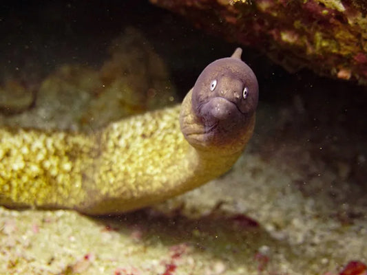 Jomtien Dive Center