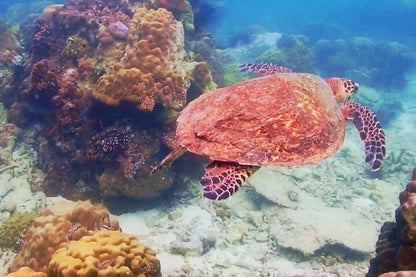 Nemo Island