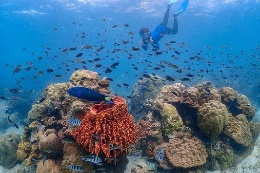 Nemo Island